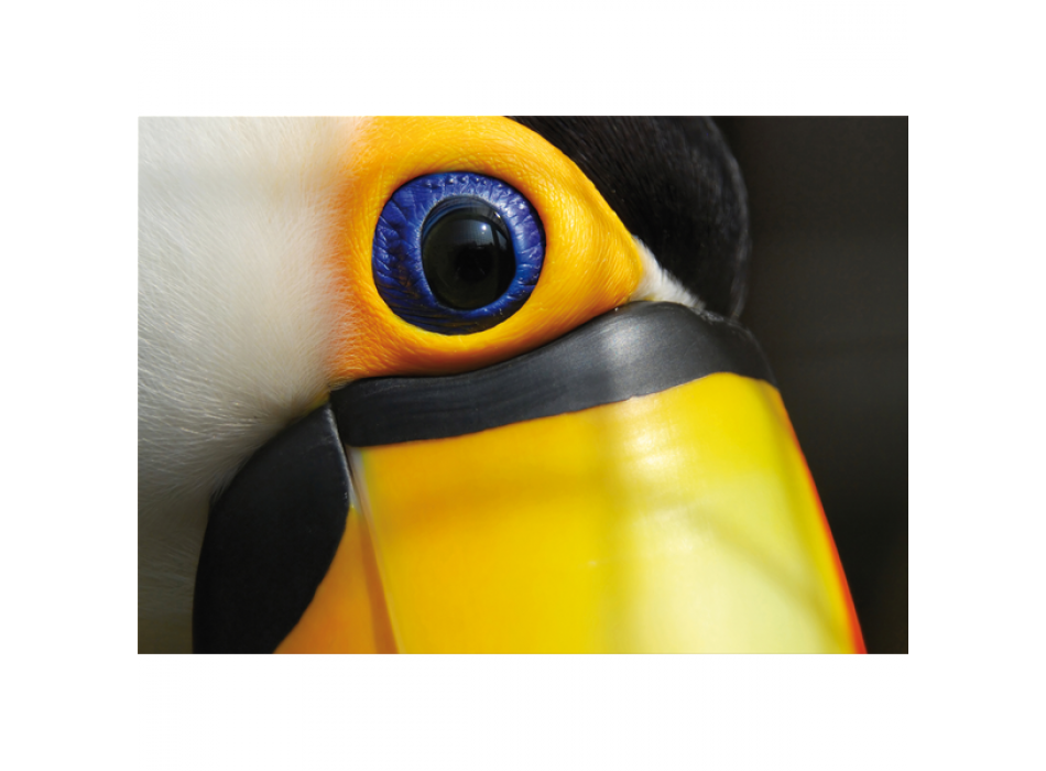 Cuadro TUCAN G3268 PINTDECOR