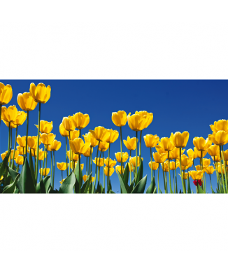 Marco TULIPANES G1100 PINTDECOR