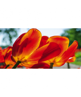 Marco TULIPANES G1916 PINTDECOR