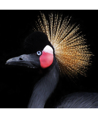 Cuadro BIRD Crest G2066 PINTDECOR