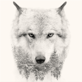 Marco WHITE WOLF G3322 PINTDECOR