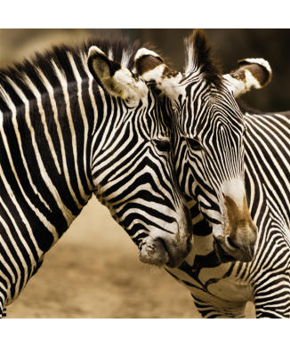 Marco ZEBRE G1566 PINTDECOR